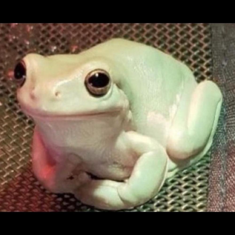 Meet your Posher, Edgar